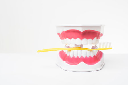Artificial Model Teeth on white background of dental care demonstration