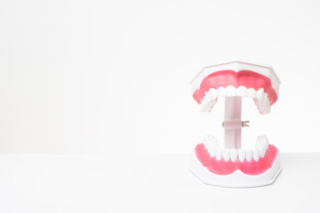 Artificial Model Teeth on white background of dental care demonstrationの写真素材
