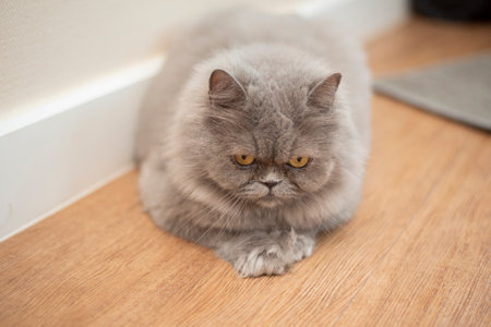 Cute Scottish fold cat.の写真素材