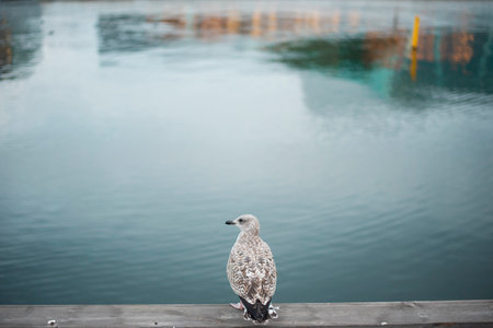 A bird standing on concrete in river background, wildlife animal conceptの写真素材