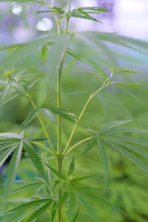 Close up of Hemp leaves (Cannabis sativa) in a pot indoors, background conceptの写真素材