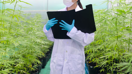 Concept of cannabis plantation for medical, a scientist is collecting data on cannabis sativa indoor farmの写真素材
