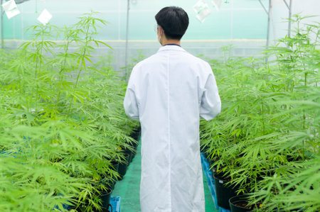 Concept of cannabis plantation for medical, a scientist using tablet to collect data on cannabis sativa indoor farmの写真素材