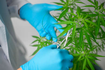 A Scientist is trimming cannabis sativa to planning ,  alternative medicine conceptの写真素材