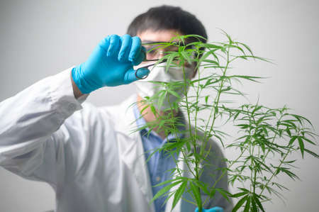 A Scientist is trimming cannabis sativa to planning ,  alternative medicine concept