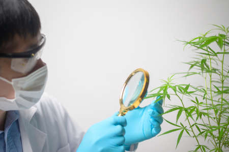A scientist is checking and analyzing a cannabis sativa experiment , hemp plant  for herbal...
