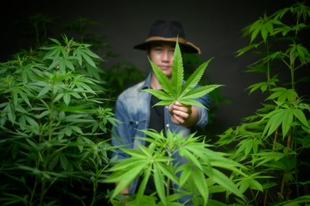Farmer is holding cannabis leaf , checking and showing in legalized farm.の写真素材