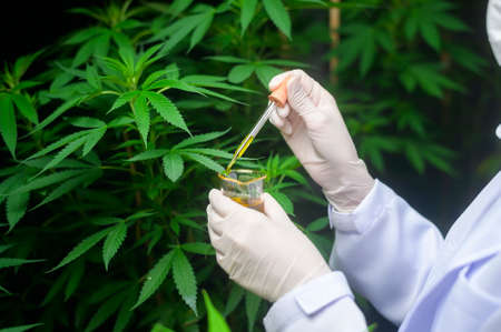 A scientist is checking and analyzing a cannabis experiment , holding beaker of cbd oil in a laboratoryの写真素材