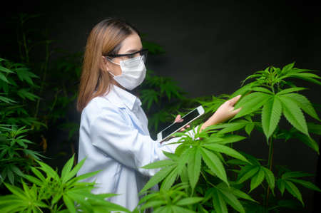Concept of cannabis plantation for medical, a scientist using tablet to collect data on cannabis  indoor farmの写真素材