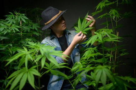 Farmer is holding cannabis leaf , checking and showing in legalized farm.の写真素材