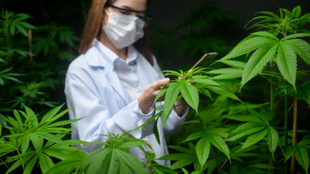 Concept of cannabis plantation for medical, a scientist using tablet to collect data on cannabis  indoor farmの写真素材