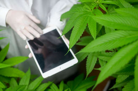 Concept of cannabis plantation for medical, a scientist using tablet to collect data on cannabis sativa indoor farmの写真素材