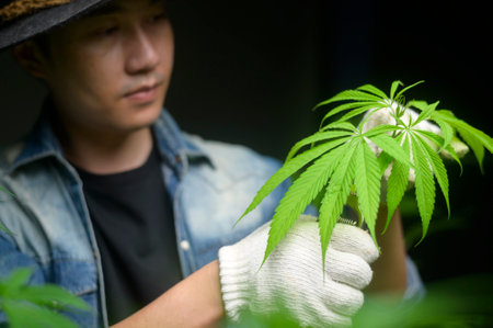 Farmer is trimming or cutting  top of cannabis in legalized farm.の写真素材