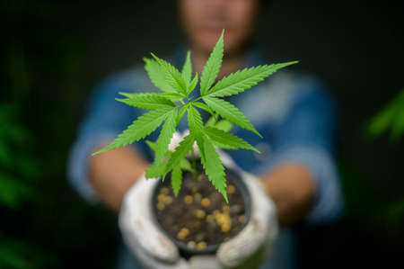 Farmer is holding cannabis seedlings in legalized farm.の写真素材