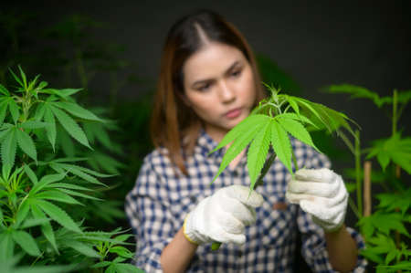 Farmer is trimming or cutting  top of cannabis in legalized farm.の写真素材