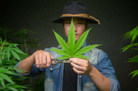 Farmer is trimming or cutting  top of cannabis in legalized farm.