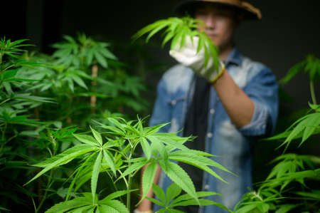 Farmer is trimming or cutting  top of cannabis in legalized farm.の写真素材