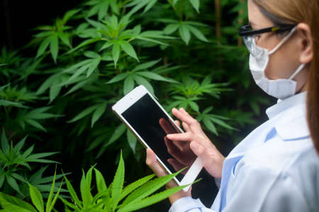 Concept of cannabis plantation for medical, a scientist using tablet to collect data on cannabis  indoor farmの写真素材
