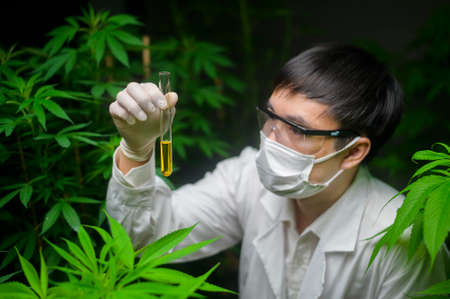 A scientist is checking and analyzing a cannabis experiment , holding beaker of cbd oil in a laboratoryの写真素材