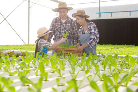 A happy farmer family working in hydroponic greenhouse farm, clean food and healthy eating conceptの写真素材