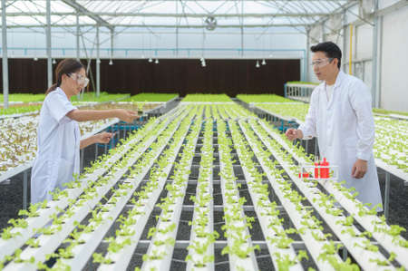 Scientist working in hydroponic greenhouse farm, clean food and food science conceptの写真素材
