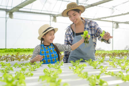 Happy farmer mom and daughter working in hydroponic greenhouse farm, clean food and healthy eating conceptの写真素材