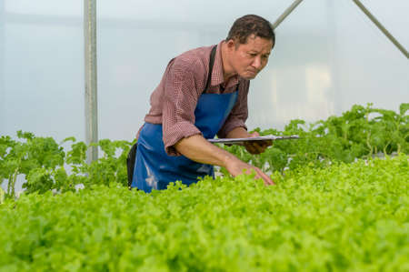 A happy senior farmer working using tablet in hydroponic greenhouse farm, clean food and healthy eating conceptの写真素材