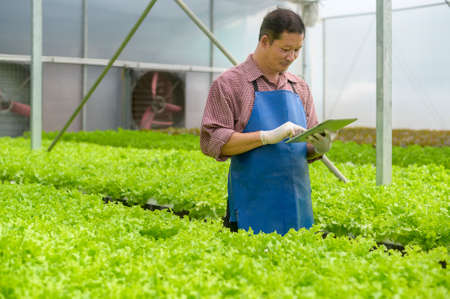 A happy senior farmer working using tablet in hydroponic greenhouse farm, clean food and healthy...