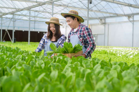 A young farmer couple working in hydroponic greenhouse farm, clean food and healthy eating conceptの写真素材
