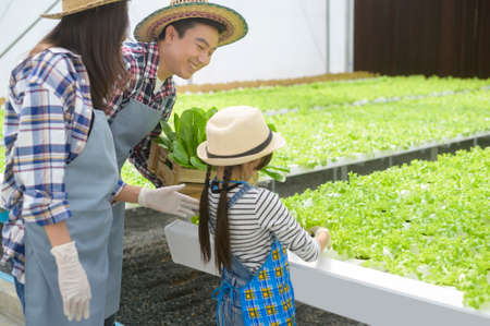 A happy farmer family working in hydroponic greenhouse farm, clean food and healthy eating conceptの写真素材