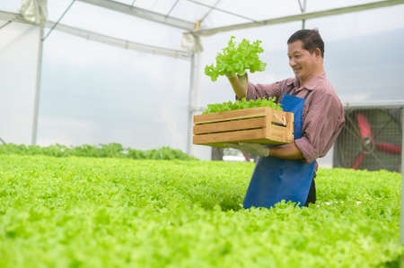 A happy senior farmer working in hydroponic greenhouse farm, clean food and healthy eating conceptの写真素材