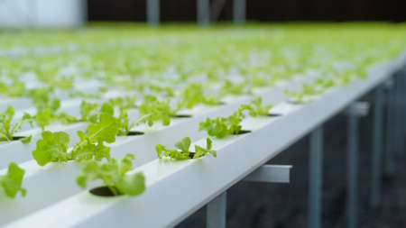 Fresh vegetables in hydroponic greenhouse farm , clean food and healthy eating conceptの写真素材