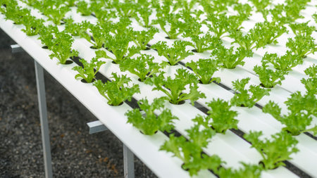 Fresh vegetables in hydroponic greenhouse farm , clean food and healthy eating conceptの写真素材