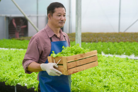 A happy senior farmer working in hydroponic greenhouse farm, clean food and healthy eating conceptの写真素材