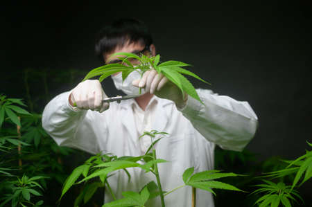 Scientist is trimming or cutting top of cannabis to planning , alternative medicine conceptの写真素材