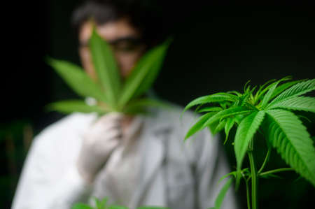 Scientist is checking and analyzing a cannabis leaves for experiment , hemp plant for herbal pharmaceutical cbd oil in a laboratoryの写真素材
