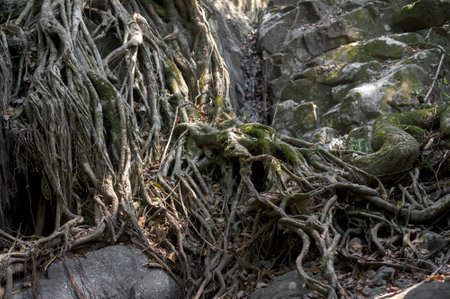 Large and thick roots in Mangrove forestの写真素材