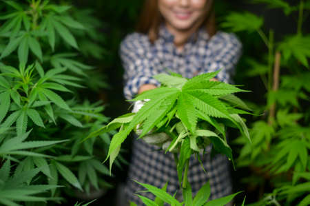 Farmer is holding cannabis leaf , checking and showing in legalized farm.の写真素材