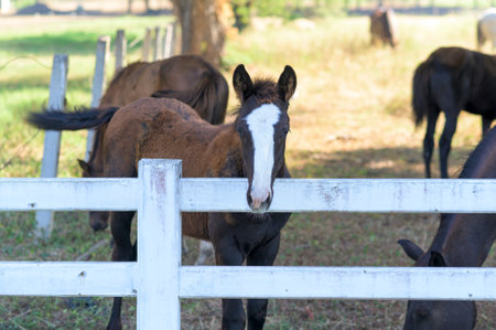 Beautiful horses in pasture, Country summer landscape.の写真素材