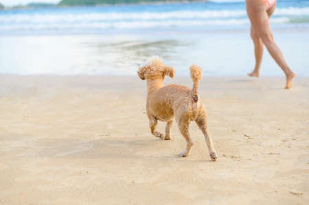 portrait of little dog on the beach during sunset.の写真素材