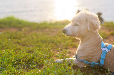 portrait of little dog on the seaside during sunset.