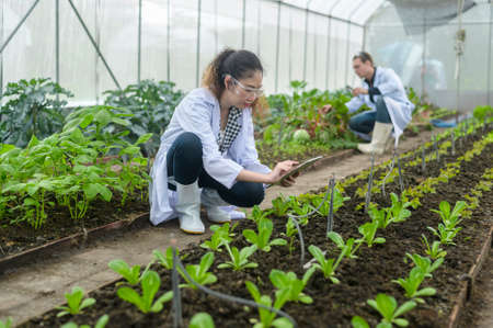 Scientis are analyzing organic vegetables plants in greenhouse , concept of agricultural technologyの写真素材