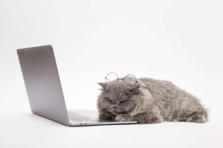A Scottish fold lovely cat using laptop computer in studioの写真素材