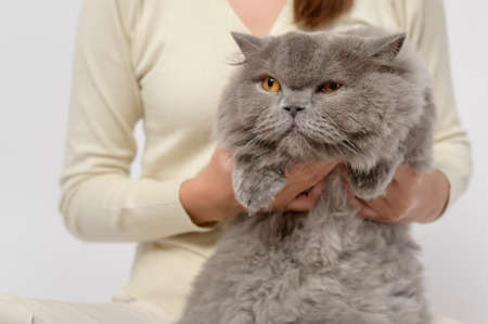 A young woman is holding lovely cat , playing with cat in studio on white backgroundの写真素材