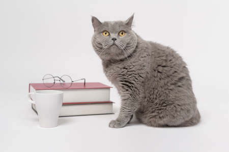 A Portrait of Scottish fold lovely cat with text back on white studio background , Education concept .の写真素材