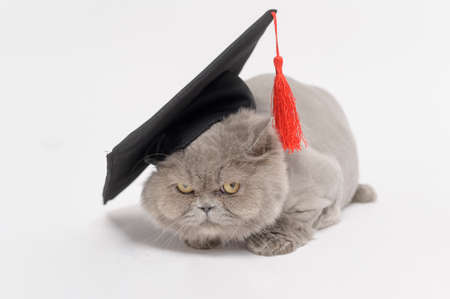 A Portrait of Scottish fold lovely cat with text back on white studio background , Education concept .の写真素材
