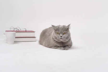 A Portrait of Scottish fold lovely cat with text back on white studio background , Education concept .の写真素材