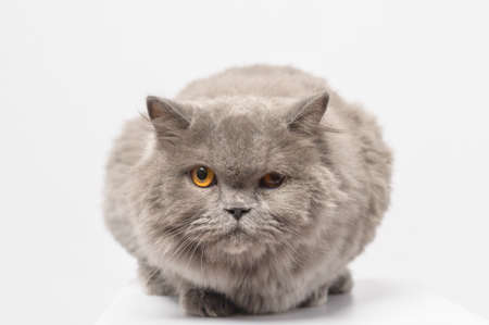 Portrait of A Scottish fold lovely cats on white studio backgroundの写真素材