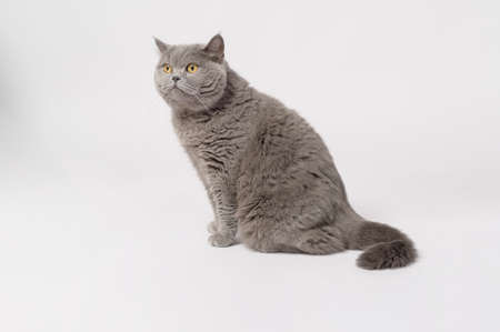 Portrait of A Scottish fold lovely cats on white studio backgroundの写真素材