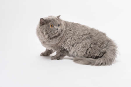 Portrait of A Scottish fold lovely cats on white studio backgroundの写真素材